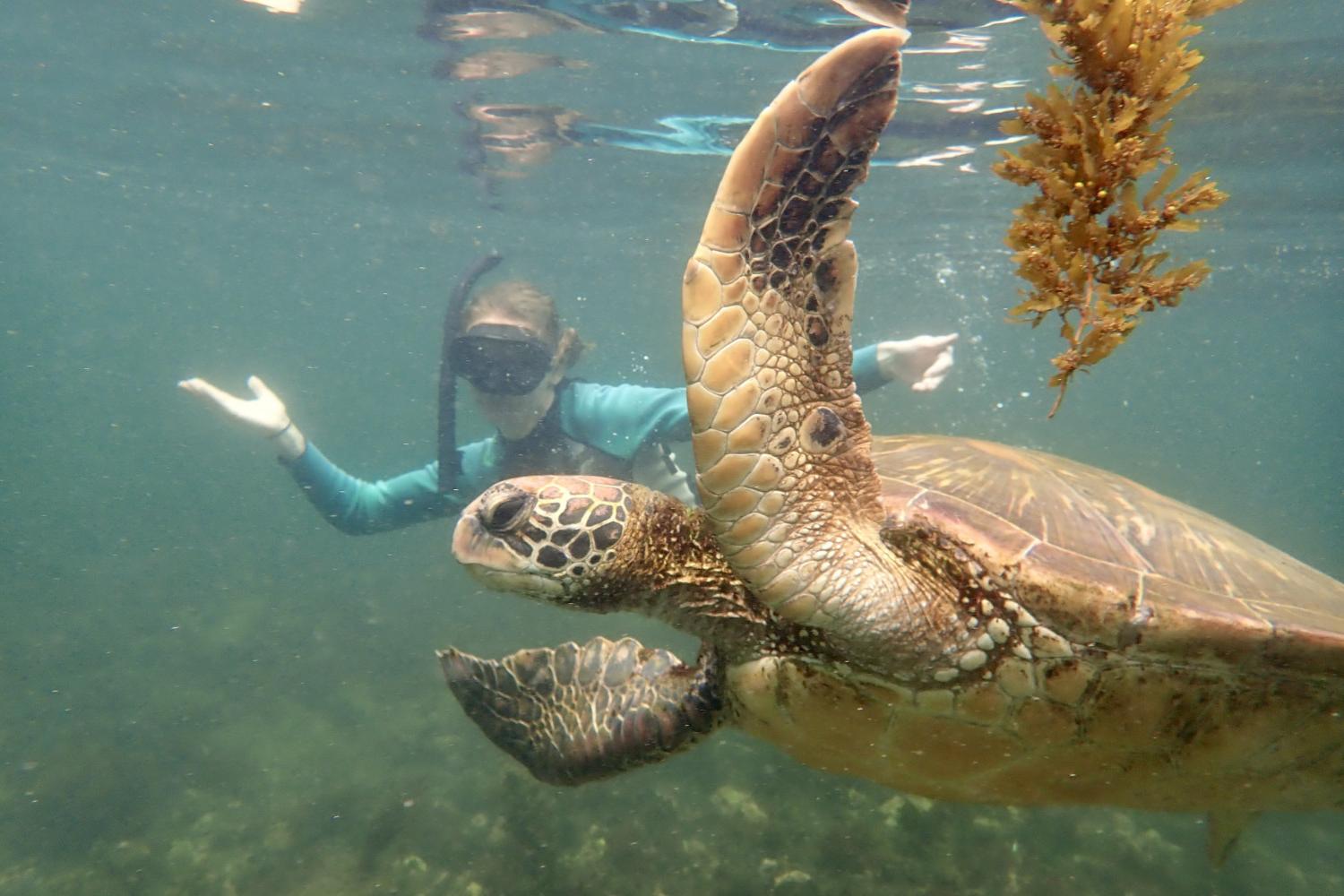 一名<a href='http://i2h8.ngskmc-eis.net'>bv伟德ios下载</a>学生在Galápagos群岛游学途中与一只巨龟游泳.